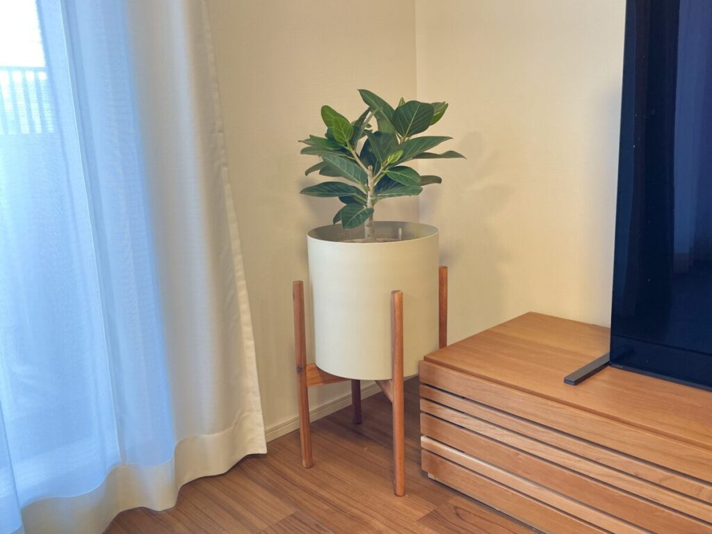 部屋に置いた観葉植物とくすみベージュの台